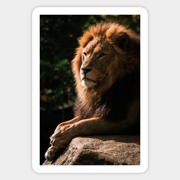 Lion - Animal Photography Sticker by regnumsaturni